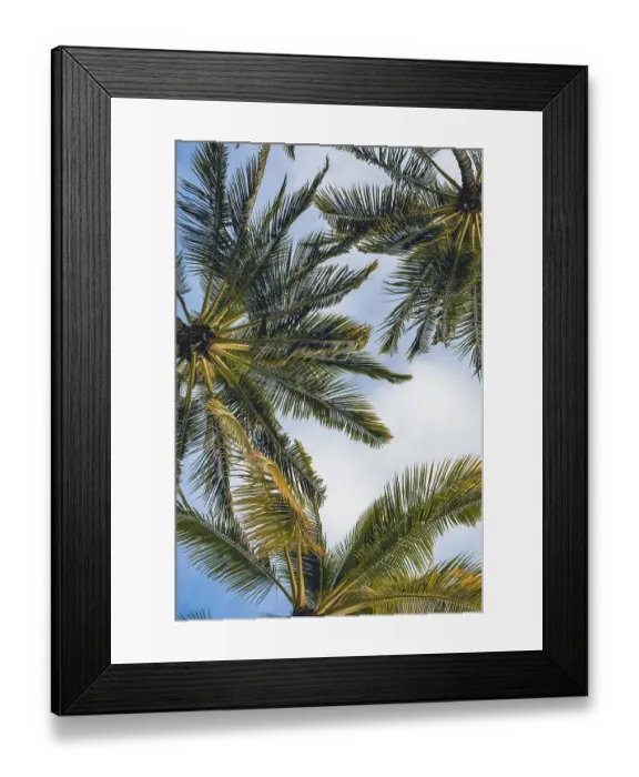 Framed Print : Bottom view of Palm trees in Hawaii Framed Print : Bottom view of Palm trees in Hawaii