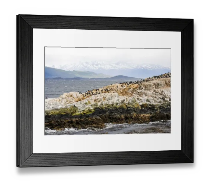 Framed Print : A rocky island full of cormorants in the Beagle Channel