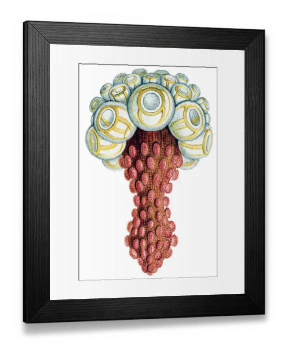 Framed Print : Historical book illustration, Table 17 Framed Print : Historical book illustration, Table 17