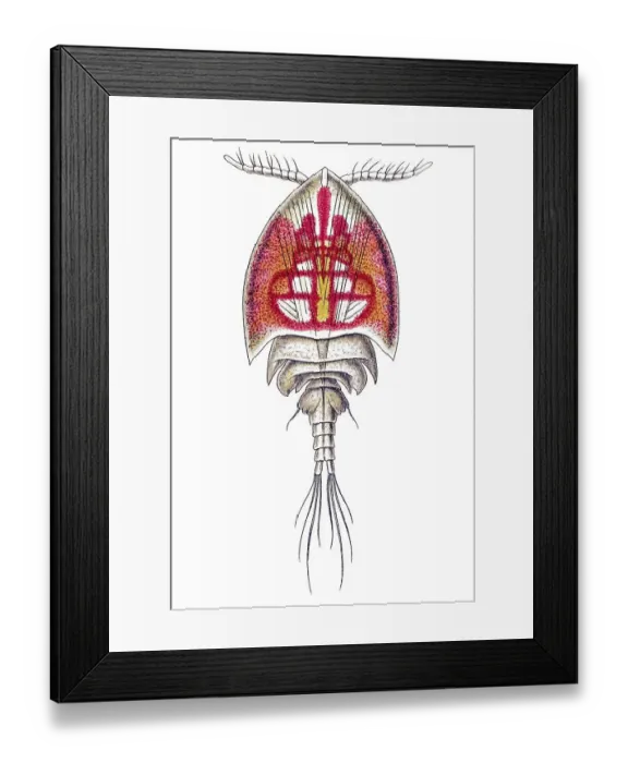 Framed Print : Historical book illustration, Table 56