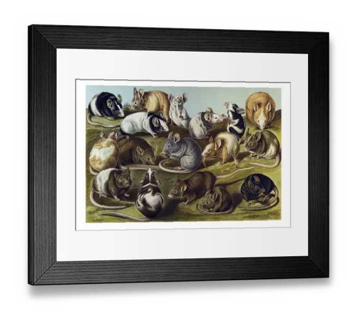 Framed Print : Historical illustration, House Mice (Mus musculus)