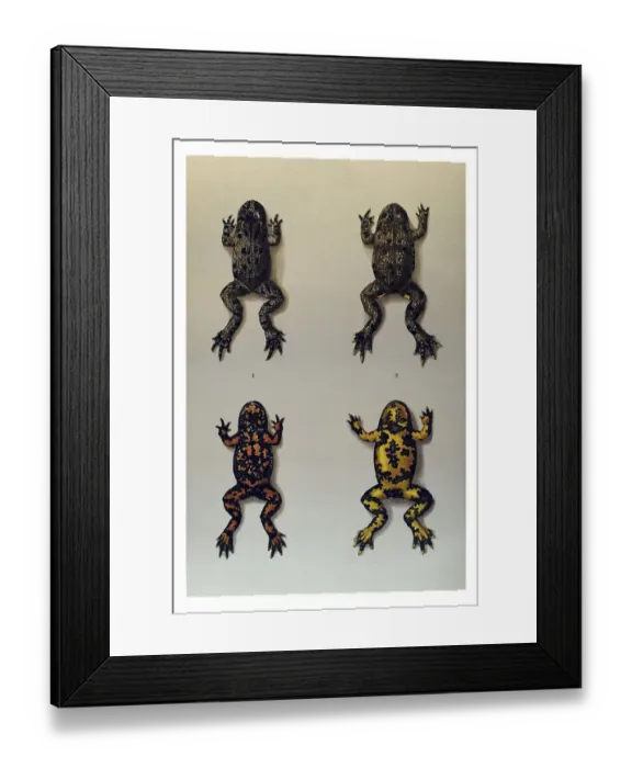 Framed Print : Historical illustration, Fire-bellied Toads (Bombina) Framed Print : Historical illustration, Fire-bellied Toads (Bombina)