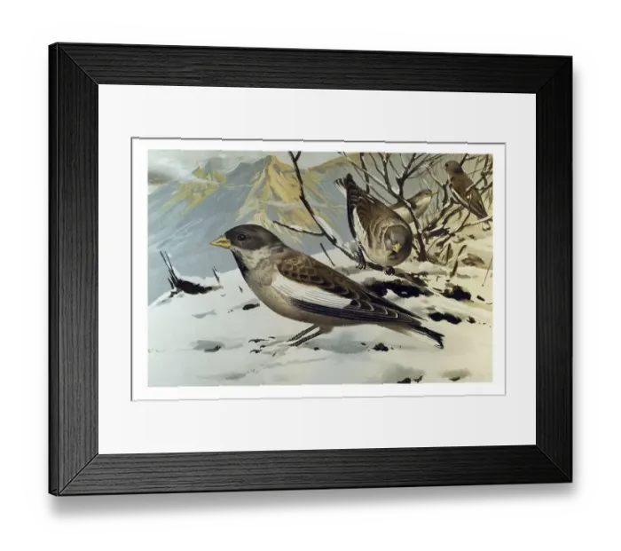 Framed Print : Historical illustration, White-winged Snowfinches (Montifringilla nivalis)