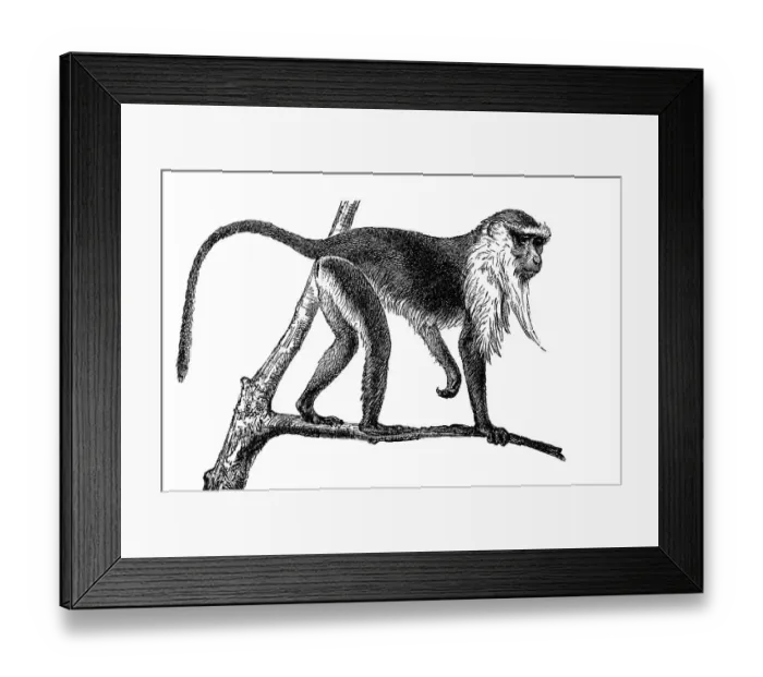 Framed Print : Woodcut, Diana Monkey (Cercopithecus diana) Framed Print : Woodcut, Diana Monkey (Cercopithecus diana)