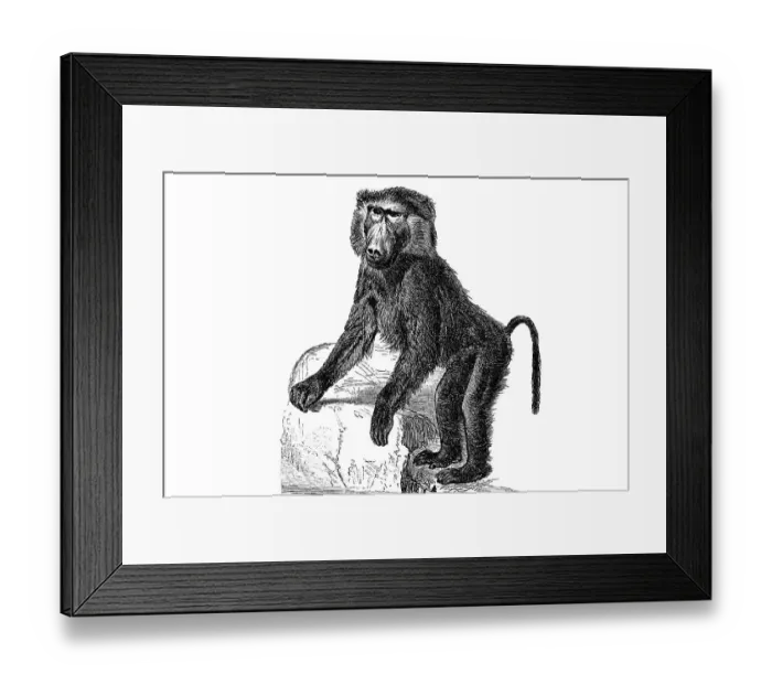 Framed Print : Woodcut, colobine monkey (Colobinae) Framed Print : Woodcut, colobine monkey (Colobinae)