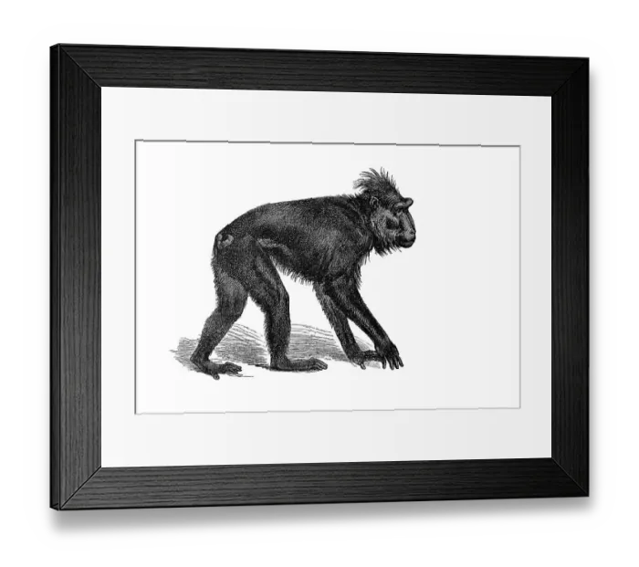 Framed Print : Woodcut, Celebes Crested Macaque