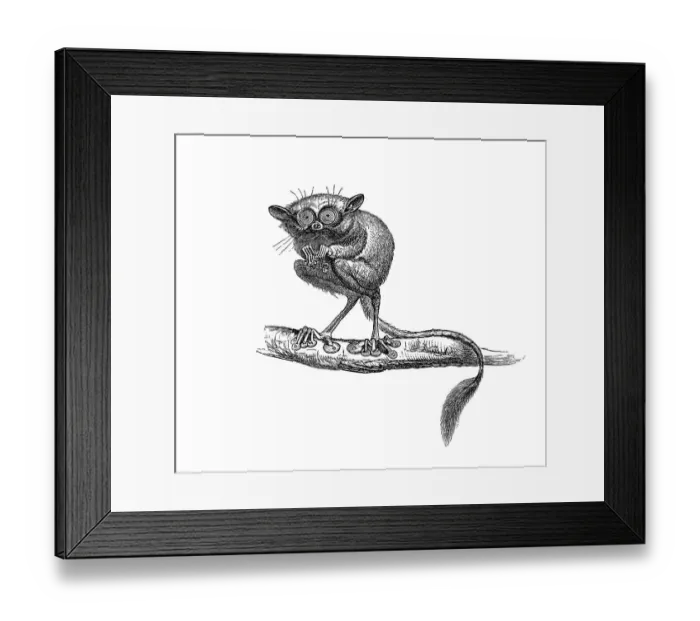 Framed Print : Woodcut, Tarsiers (Tarsius) Framed Print : Woodcut, Tarsiers (Tarsius)