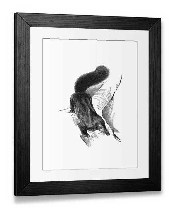 Framed Print : Woodcut, Treeshrew (Scandentia)
