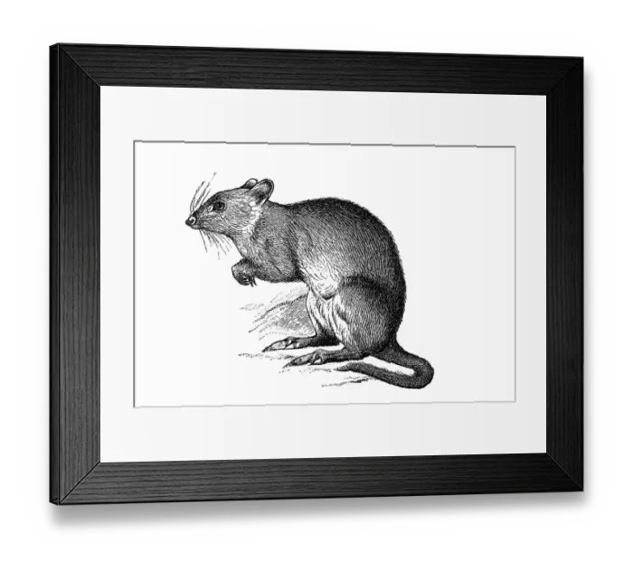 Framed Print : Woodcut, Kangaroo rat (Dipodomys)