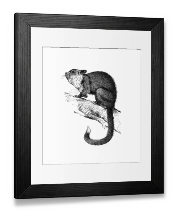 Framed Print : Woodcut, Tree-kangaroo (Dendrolagus)