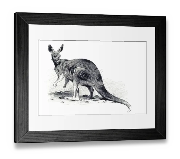 Framed Print : Woodcut, Eastern Grey Kangaroo (Macropus giganteus)