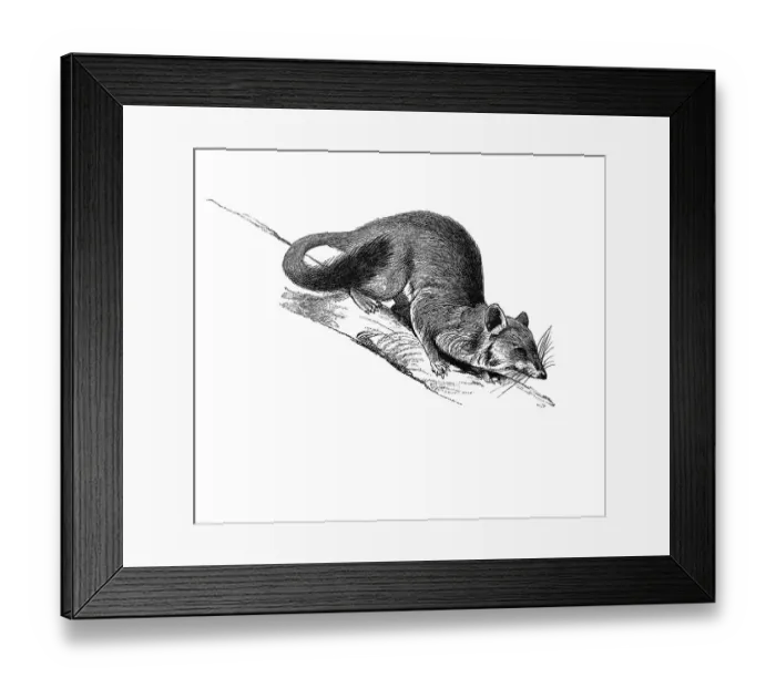 Framed Print : Woodcut, Quoll or Native cat (Dasyurus) Framed Print : Woodcut, Quoll or Native cat (Dasyurus)