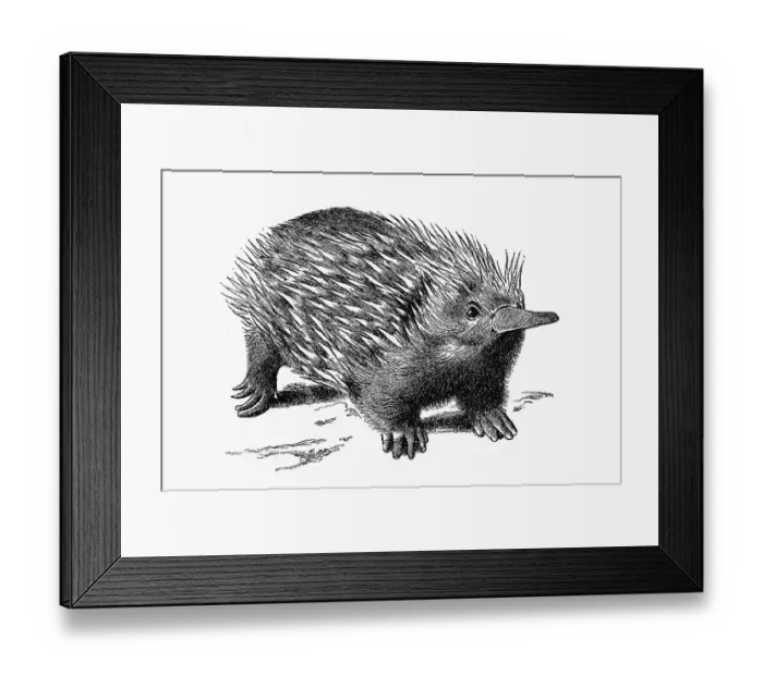 Framed Print : Woodcut, Echidna, Spiny anteater (Tachyglossidae) Framed Print : Woodcut, Echidna, Spiny anteater (Tachyglossidae)