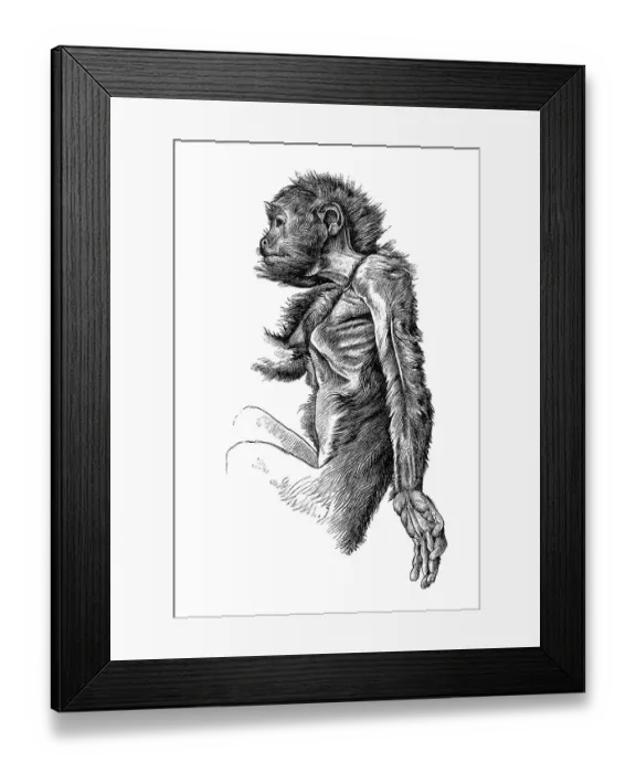 Framed Print : Woodcut, Black Bearded Saki (Chiropotes satanas)