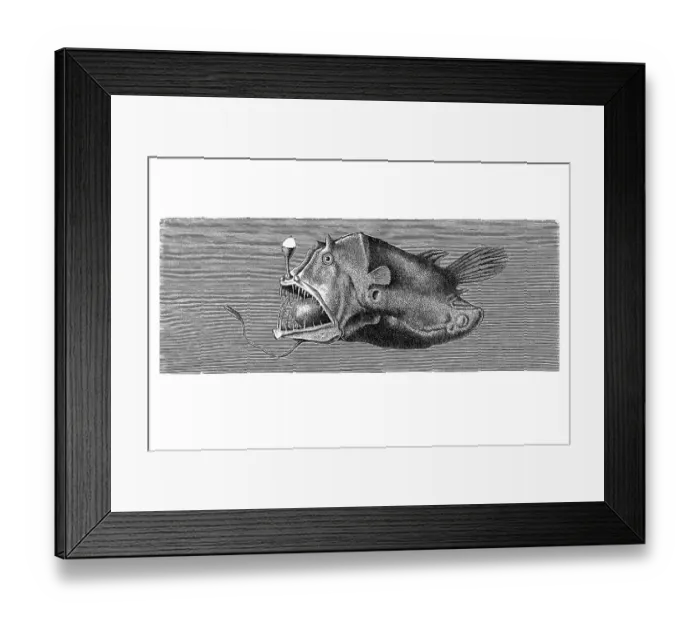 Framed Print : Woodcut, Leftvent (Linophrynidae) Framed Print : Woodcut, Leftvent (Linophrynidae)