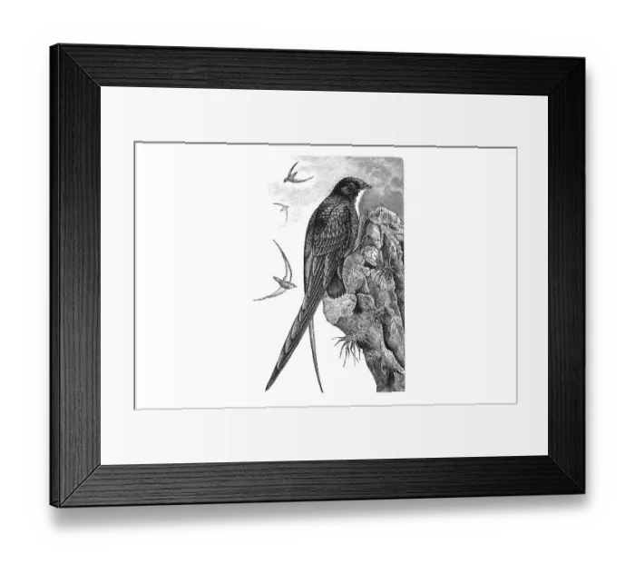 Framed Print : Woodcut, Swift bird (Chaetura picina)