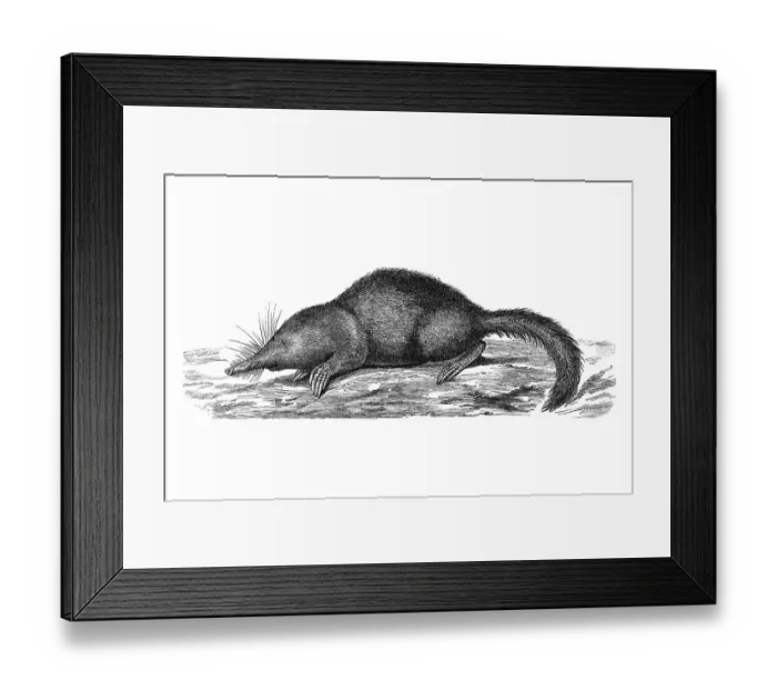 Framed Print : Woodcut, Japanese Shrew Mole (Urotrichus talpoides) Framed Print : Woodcut, Japanese Shrew Mole (Urotrichus talpoides)