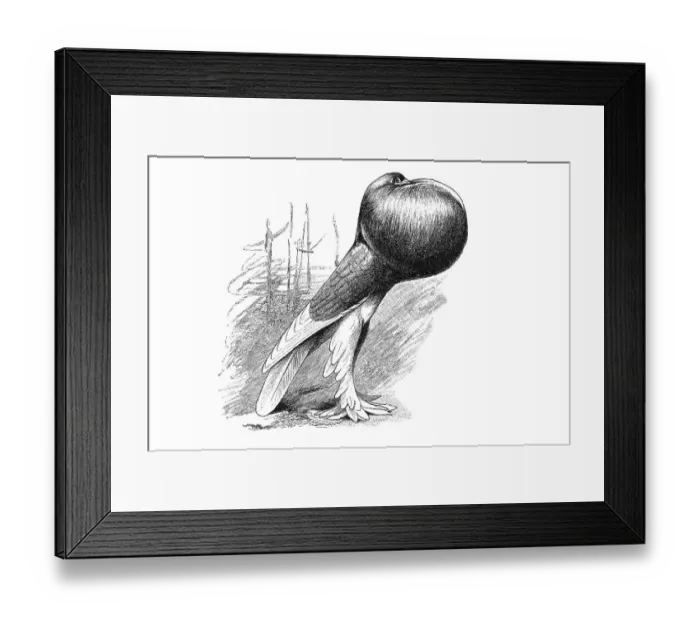 Framed Print : Woodcut, cropper, pouter pigeon, domestic pigeon