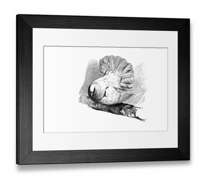 Framed Print : Woodcut, peacock pigeon, domestic pigeon Framed Print : Woodcut, peacock pigeon, domestic pigeon