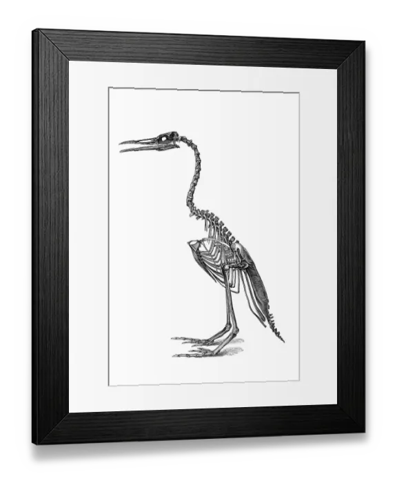 Framed Print : Woodcut, Hesperornithine bird (Hesperornis regalis)