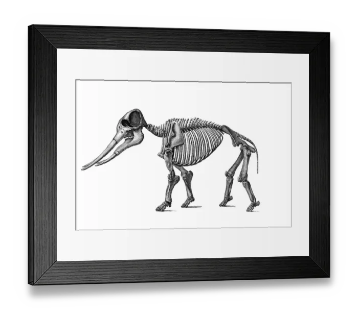 Framed Print : Woodcut, Mastodon (Mastodon angustidens)