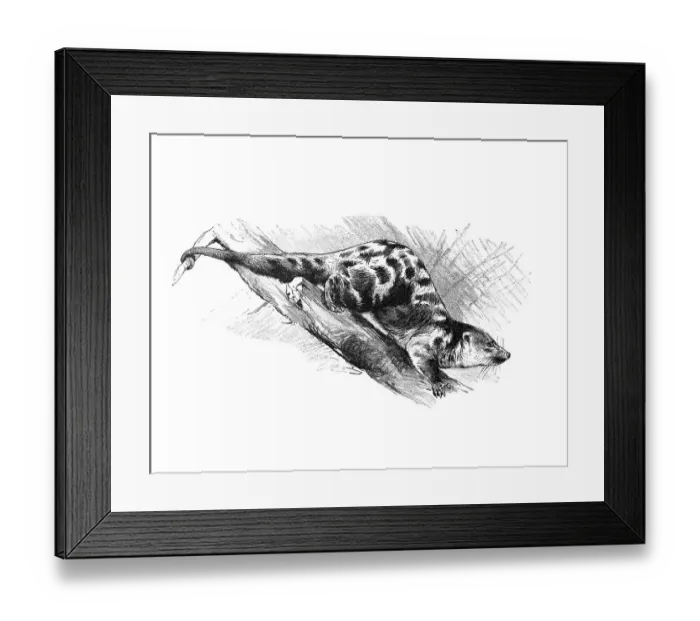 Framed Print : Woodcut, Black-spotted Cuscus (Spilocuscus rufoniger)