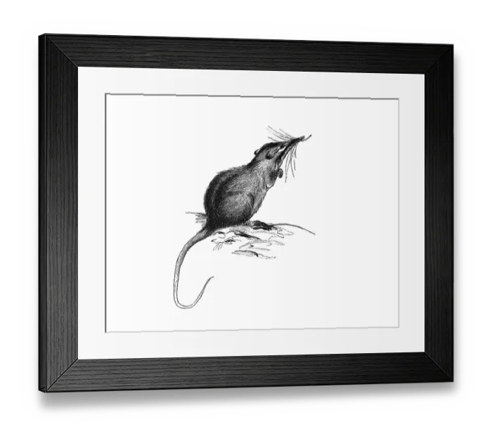 Framed Print : Woodcut, Honey Possum, Noolbenger (Tarsipes rostratus)