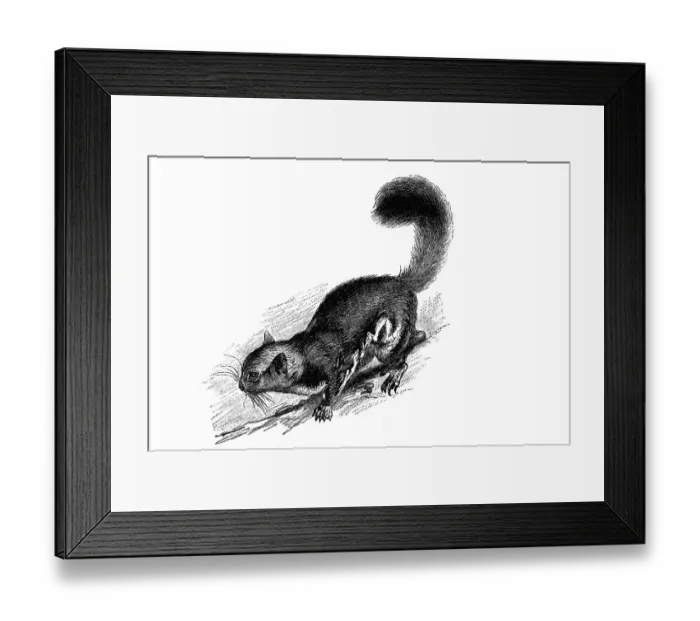 Framed Print : Woodcut, Sugar Glider (Petaurus ariel) Framed Print : Woodcut, Sugar Glider (Petaurus ariel)