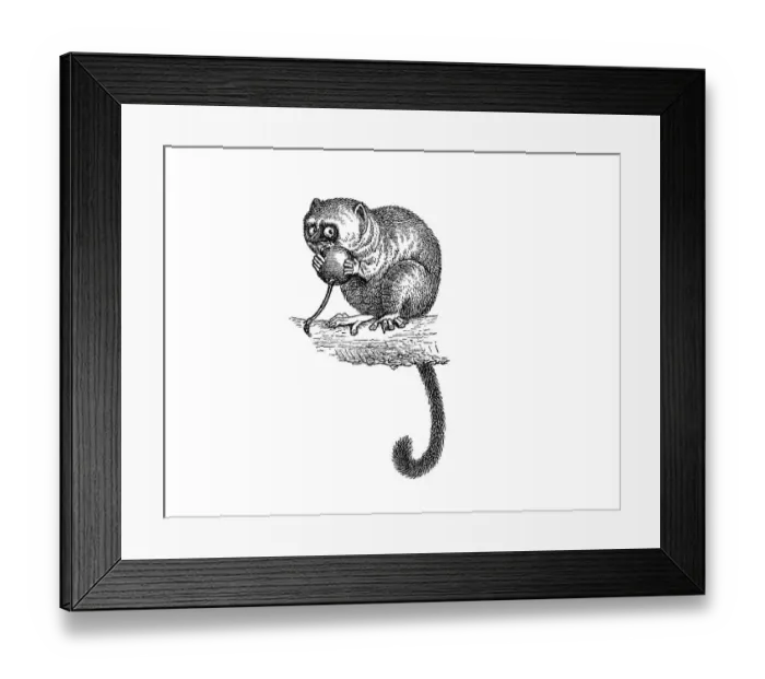 Framed Print : Woodcut, Mouse lemur (Microcebus)