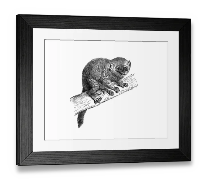 Framed Print : Woodcut, Bamboo lemur, Gentle lemur (Hapalemur) Framed Print : Woodcut, Bamboo lemur, Gentle lemur (Hapalemur)