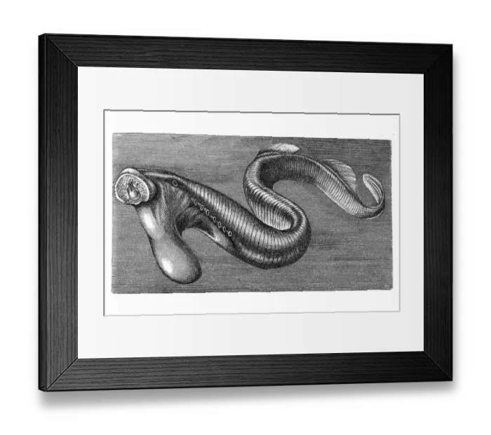 Framed Print : Woodcut, Lamprey eel (Petromyzontidae)