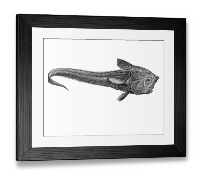 Framed Print : Woodcut, Macrurus crassiceps, deep sea fish