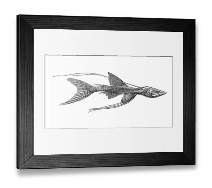 Framed Print : Woodcut, Bathypterois indicus, deep sea fish