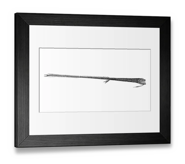 Framed Print : Woodcut, Black Dragonfish (Idiacanthus ferox)