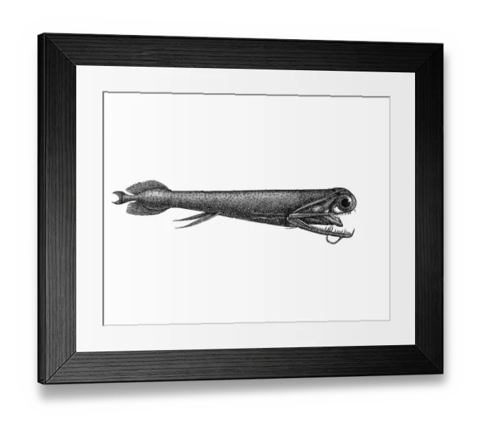 Framed Print : Woodcut, Malacosteus indicus, deep-sea fish