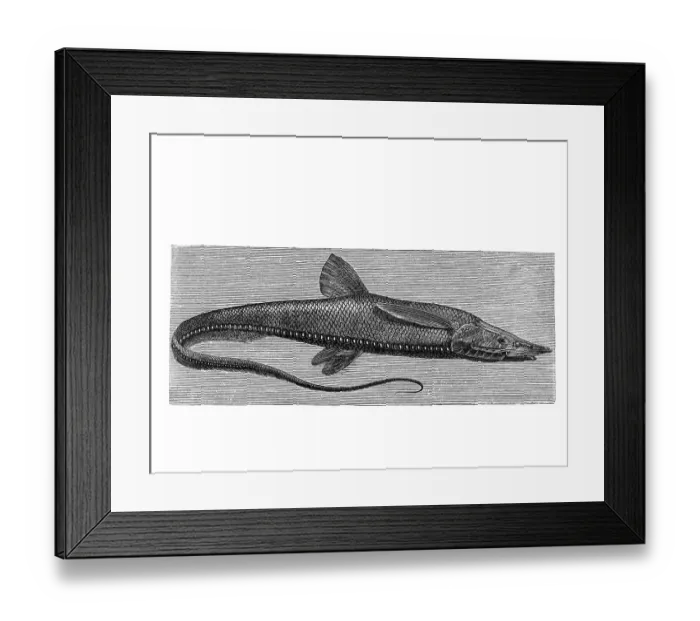 Framed Print : Woodcut, Halosaur (Halosaurus macrochir)