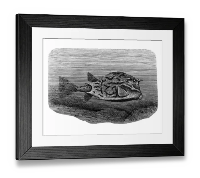 Framed Print : Woodcut, Boxfish (Ostraciidae)