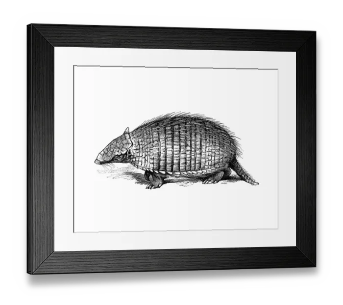 Framed Print : Woodcut, Armadillo (Dasypodidae) Framed Print : Woodcut, Armadillo (Dasypodidae)