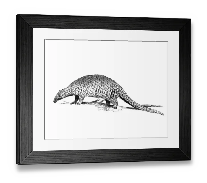 Framed Print : Woodcut, Pangolin, Scaly anteater (Manidae)