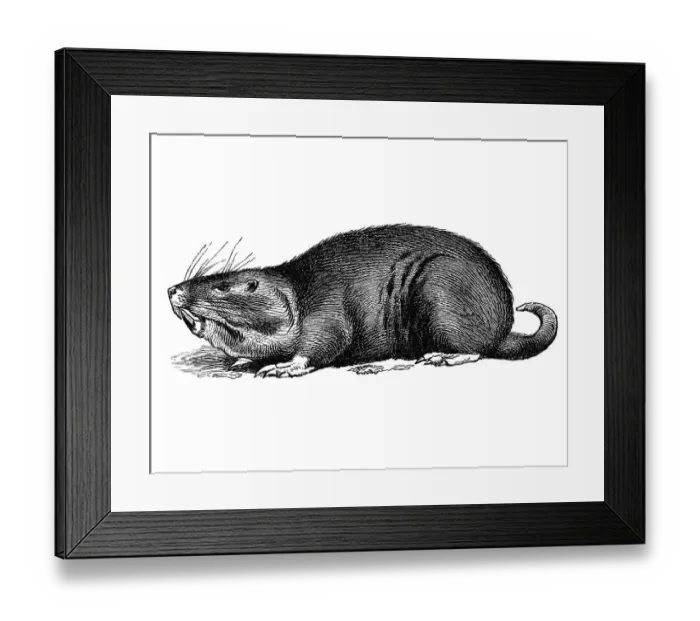 Framed Print : Woodcut, Pocket gopher (Geomyidae)