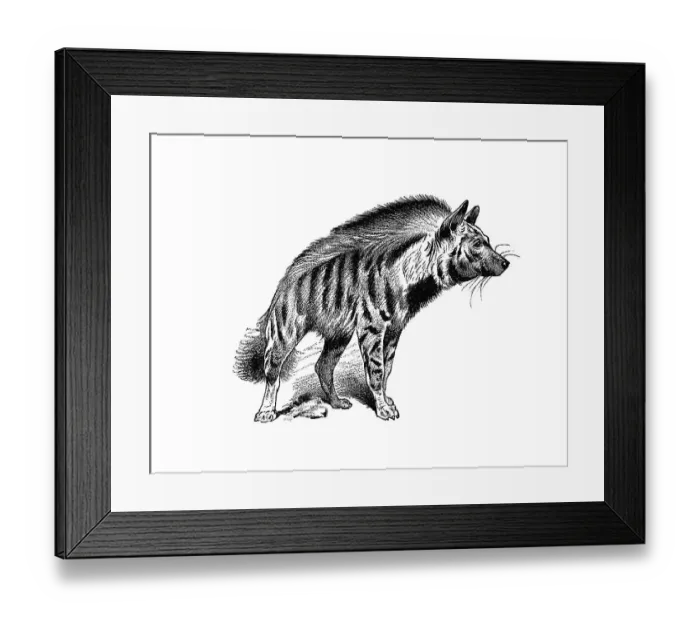 Framed Print : Woodcut, Hyena (Hyaena striata) Framed Print : Woodcut, Hyena (Hyaena striata)