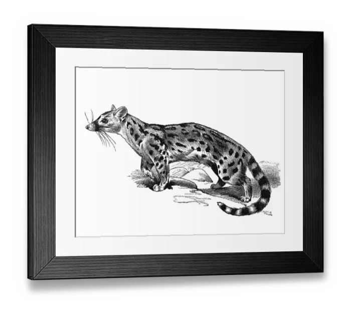 Framed Print : Woodcut, Civet (Viverridae)