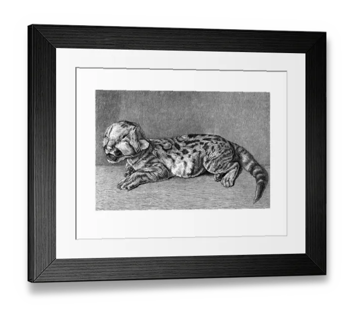 Framed Print : Woodcut, newborn Cougar (Puma concolor) Framed Print : Woodcut, newborn Cougar (Puma concolor)