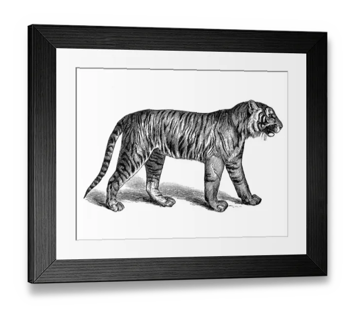 Framed Print : Woodcut, Tiger (Panthera tigris) Framed Print : Woodcut, Tiger (Panthera tigris)