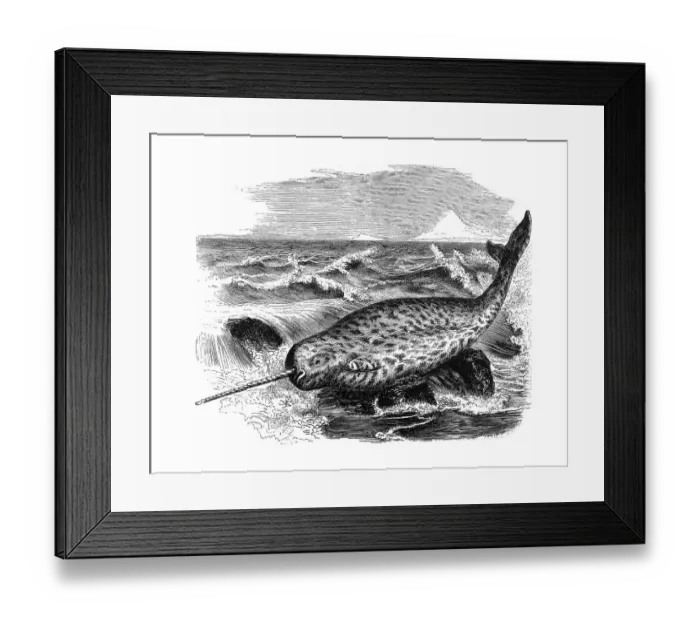 Framed Print : Woodcut, Narwhale (Monodon monoceros)