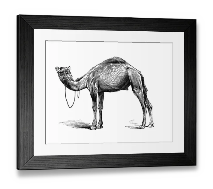 Framed Print : Woodcut, Dromedary camel (Camelus dromedarius)