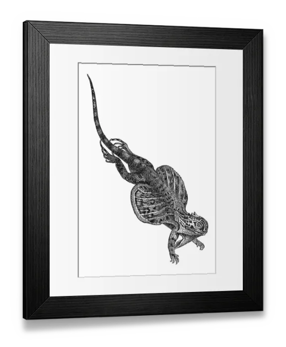 Framed Print : Woodcut, Draco (Draco volans) Framed Print : Woodcut, Draco (Draco volans)