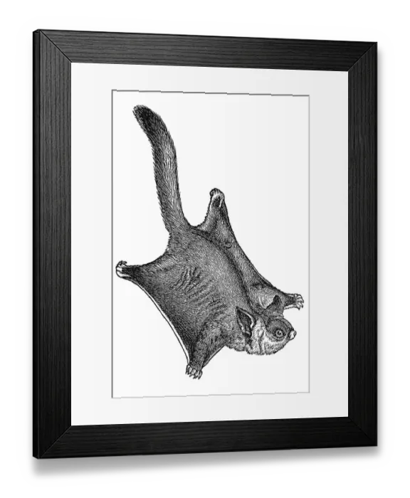 Framed Print : Woodcut, Petaurus (Petaurus sciureus) Framed Print : Woodcut, Petaurus (Petaurus sciureus)
