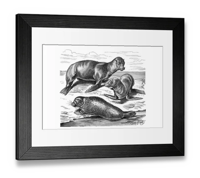 Framed Print : Woodcut, Eared seal (Otaria), top