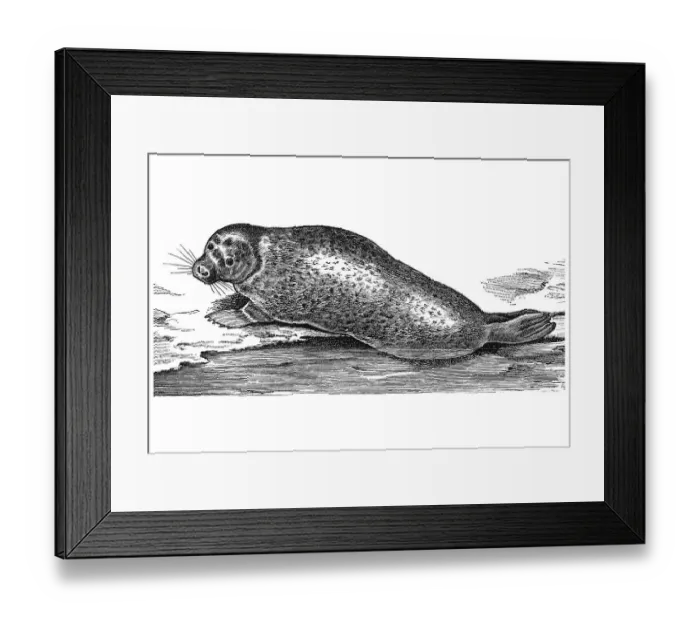 Framed Print : Woodcut, Harbor seal (Phoca vitulina)